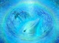 dolphin vortex